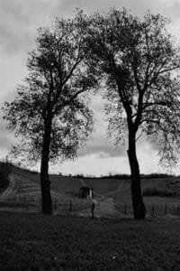 Albero 1