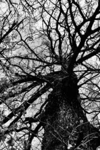 Albero 2