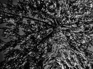 Albero 4