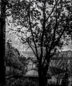 Albero 5