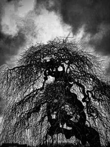 Albero 6