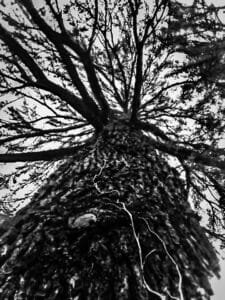 Albero 7