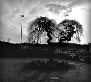 Albero 8
